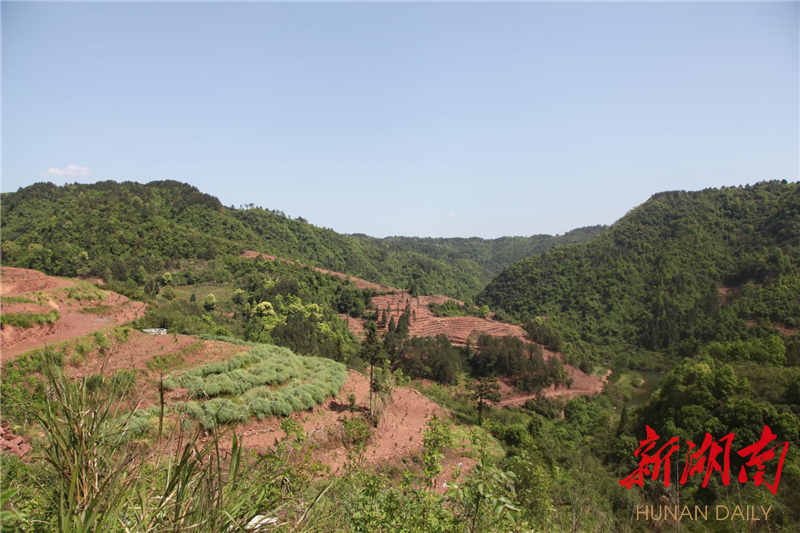 吉首市丹青镇河坪村:多产业发展铺就脱贫致富路