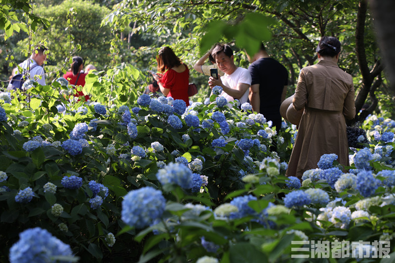 陈月红 通讯员  彭炜)记者今天从湖南省森林植物园获悉,该景区绣球花