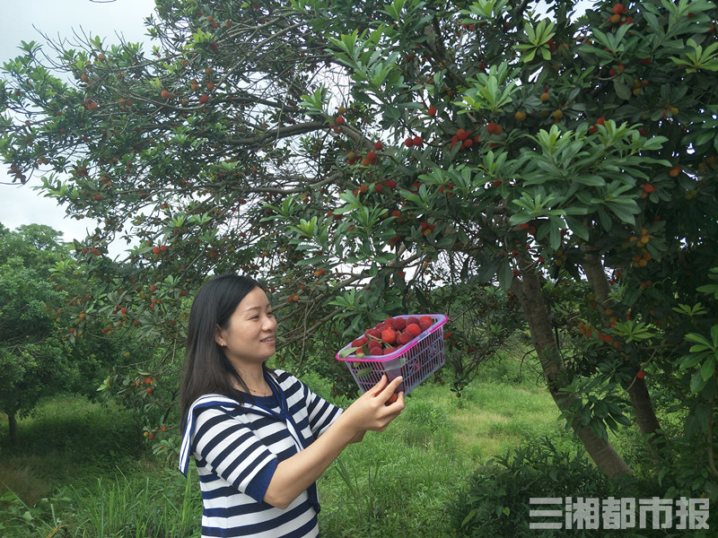 周末约会"梅"好时光,长沙逾3000亩杨梅等你来采