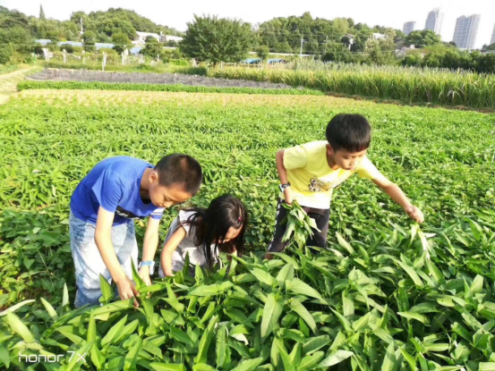 现实版qq农场领潮长沙菜篮子