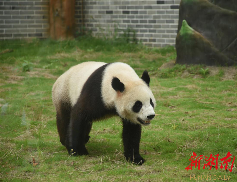 凤凰中华大熊猫苑今日试开园,8只大熊猫正式与公众见面