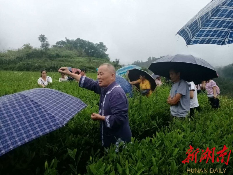 古丈县开展茶叶制作工专业培训