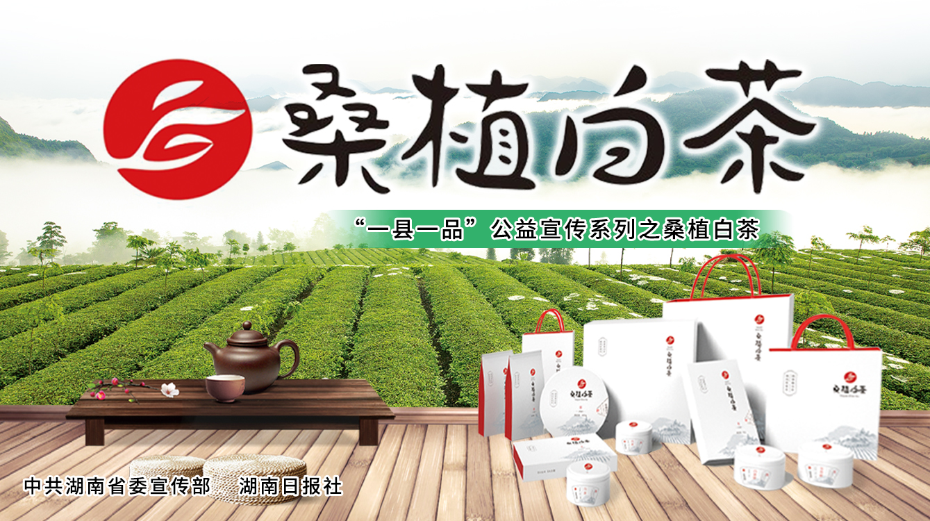 桑植白茶