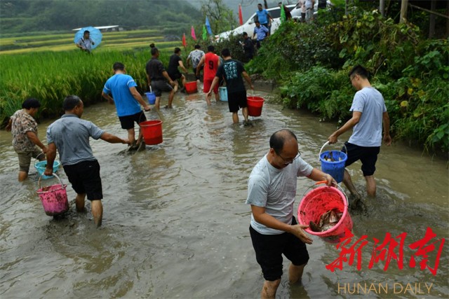 舒溶溪乡水田溪村"混水摸鱼"好有味 溆浦 新湖南