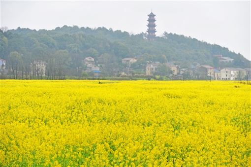 春意正浓,油菜花盛开