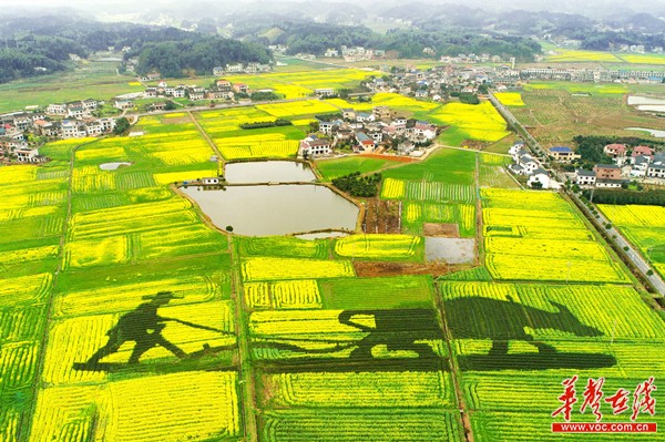 2021湖南油菜花节3月16日开幕五地联动邀你共赴花田盛宴