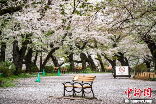 日本东京一公园的封闭区域内落满樱花花瓣.