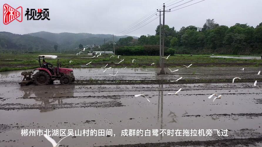 4月16日,郴州市北湖区华塘镇吴山村的田间地头,伴随着拖拉机耕田的