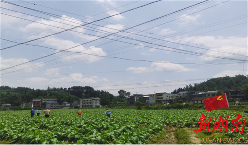 泸溪县兴隆场镇甘田坪村千亩烤烟基地