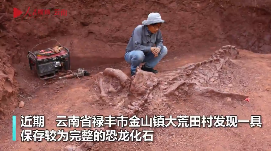 禄丰市恐龙化石保护研究中心正对该化石进行抢救性发掘