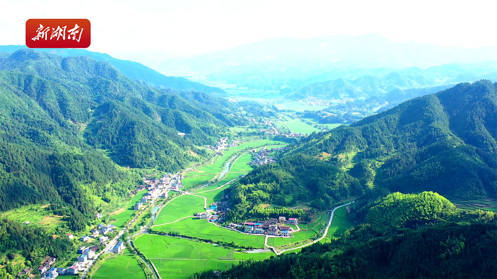 6月22日,溆浦县黄茅园镇合田村,成片的绿油油的禾苗长势喜人,与