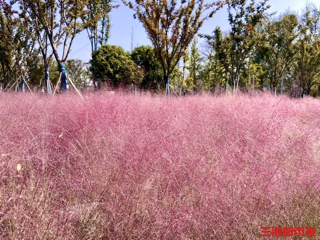 长沙这个公园有片粉黛花海地铁直达还免门票