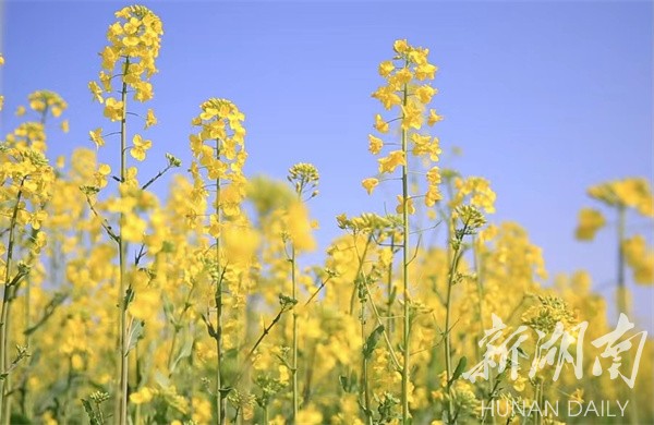 乡镇冷水滩区牛角坝镇春光灿烂无限好油菜花开遍地黄