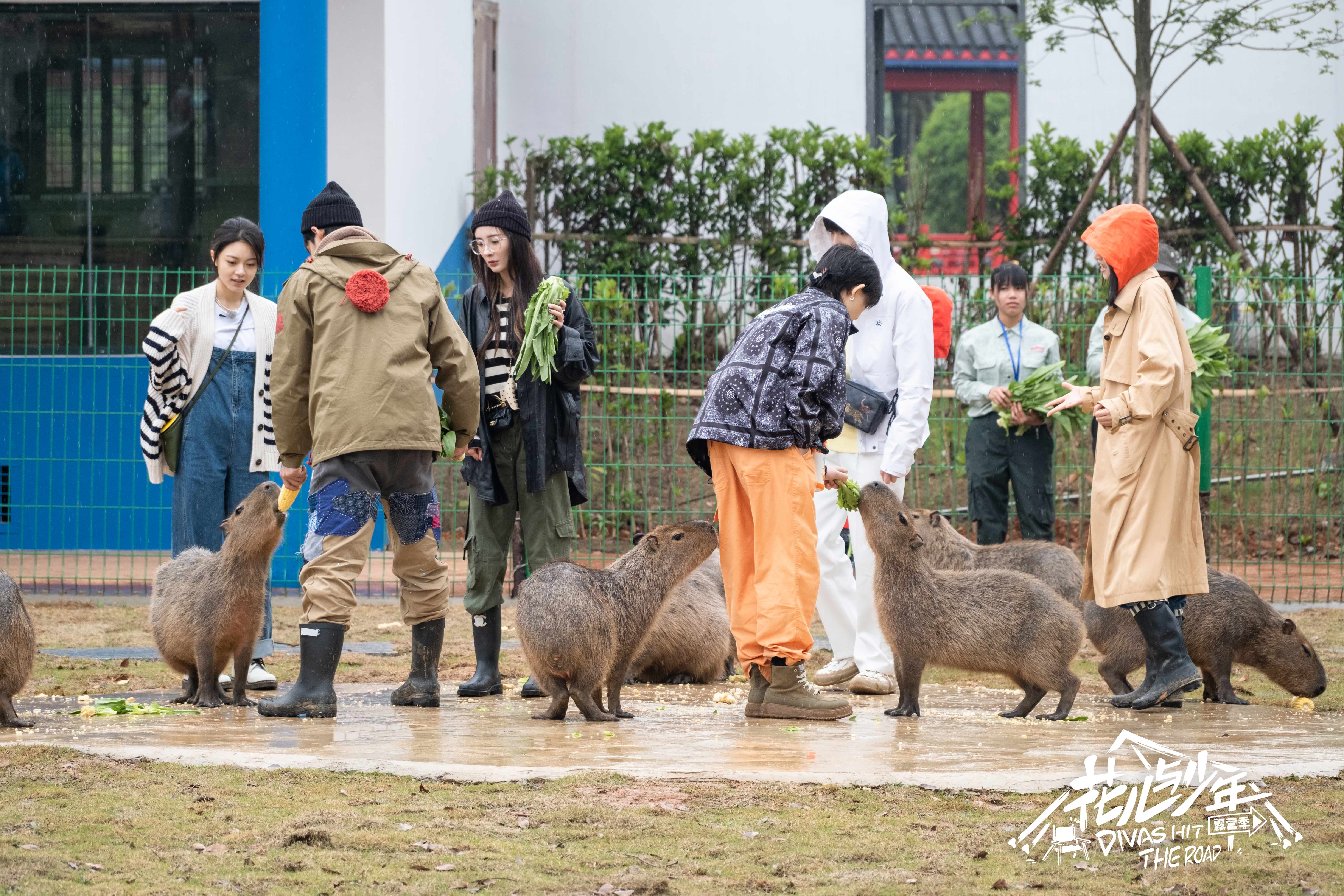 花儿与少年第四季张凯丽韩东君陷入僵局狼群抢食惊呆花少团