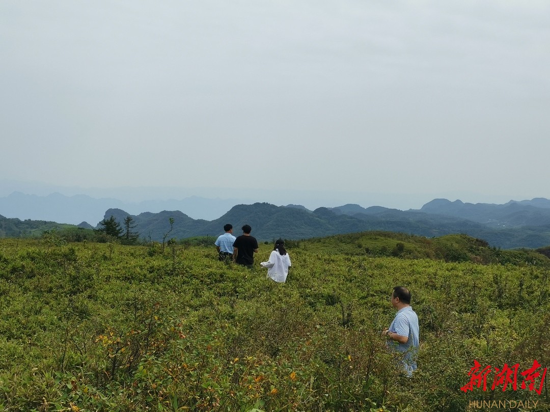 视频丨里耶镇八面山山高雾起野趣天堂