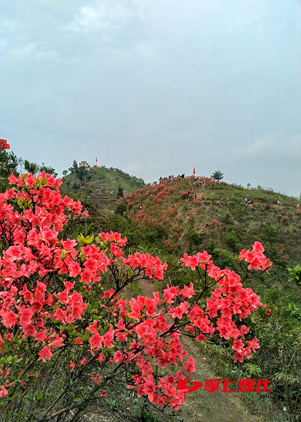 沅陵九龙山风景区杜鹃花开漫山红