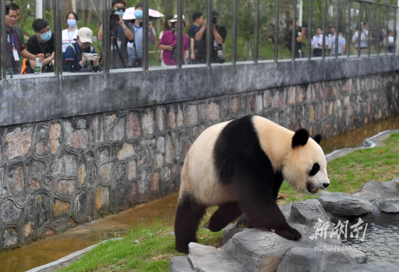 凤凰中华大熊猫苑正式开园 8只大熊猫正式与游客见面