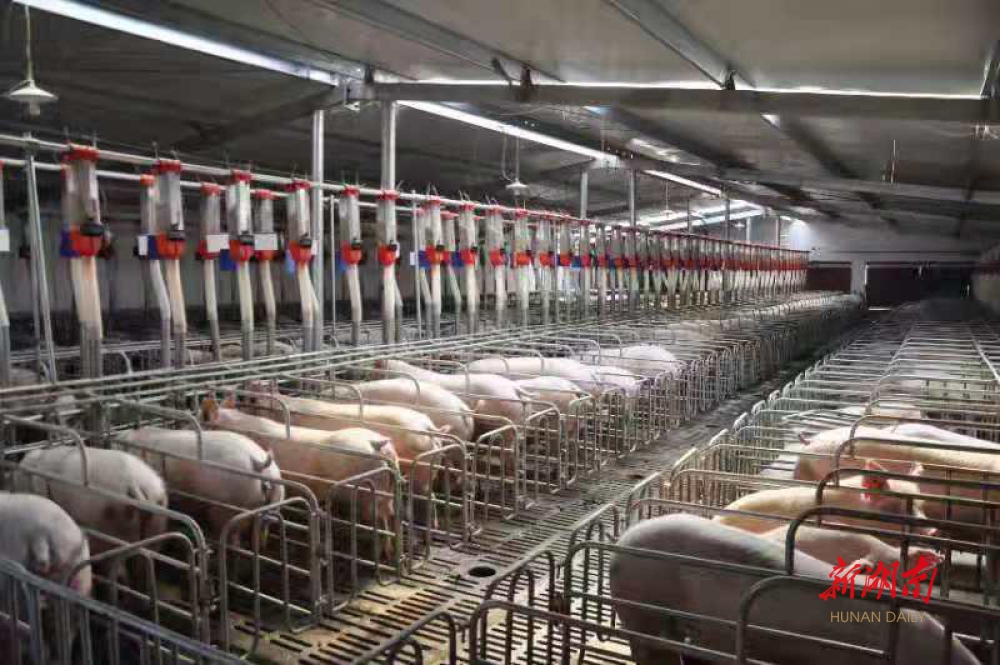 湖南推进非洲猪瘟净化工程全省建成100个生物安全防护示范猪场
