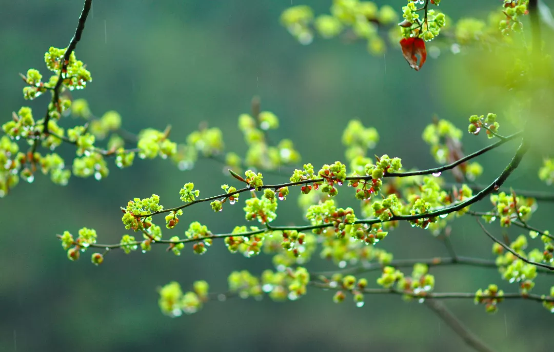 山苍子花.▼