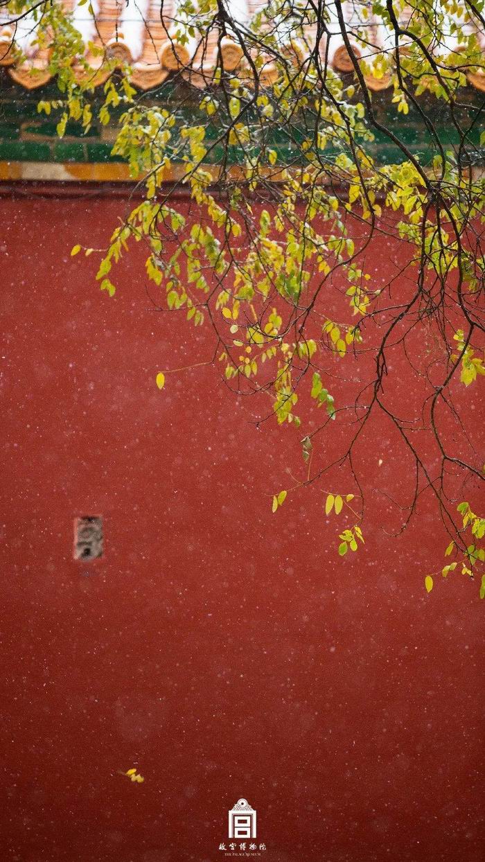 搭着红墙拍,树叶都会变得好看