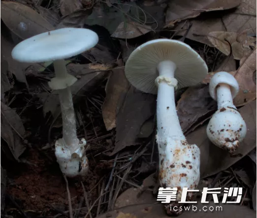 常见的毒蘑菇有以下这些,大家擦亮眼睛一起来认识它们:    △ 裂皮