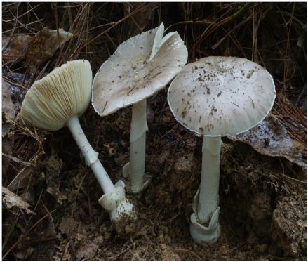 野生毒蘑菇致命!湖南发布红黄绿警示