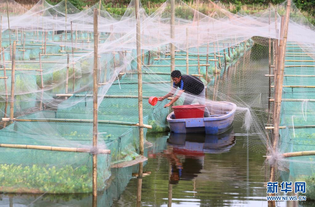 央媒看湖南|湖南衡阳:网箱养殖助农增收