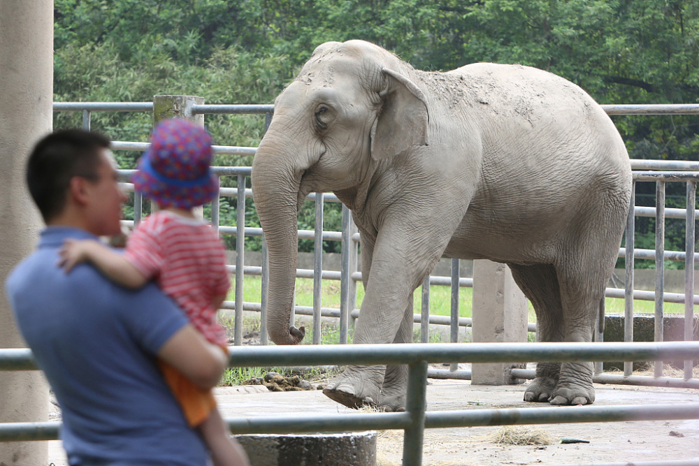 2014年9月6日,上海动物园为亚洲象"版纳"与"八莫"举行了宝石婚纪念