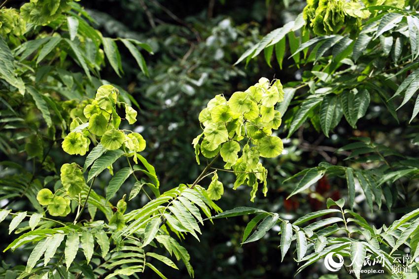 云南:20余种极小种群野生植物得到有效保护