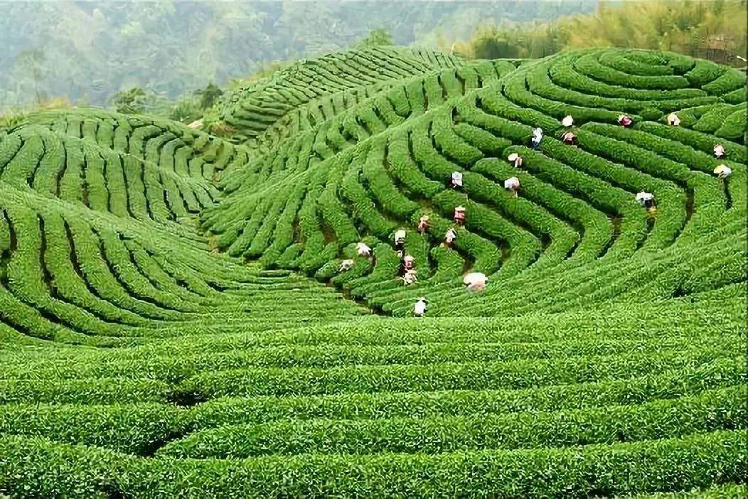 “潇湘”有机茶出口俄罗斯  系我省今年首单绿茶出口