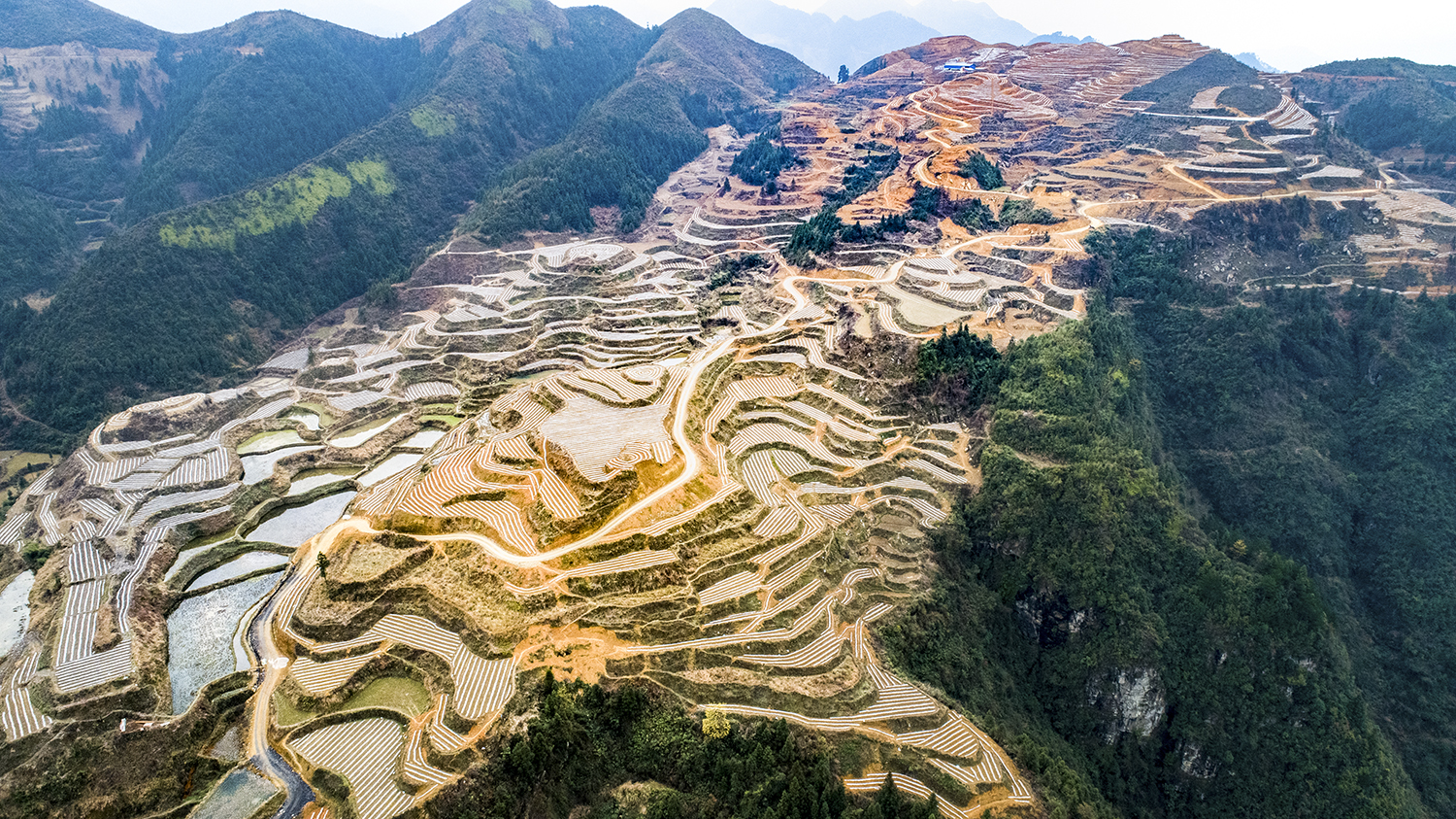 花垣县民乐镇巴傩山千亩茶叶示范园.石林荣摄