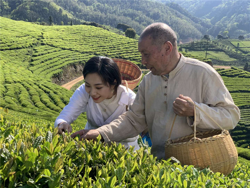 茶山春光好。
