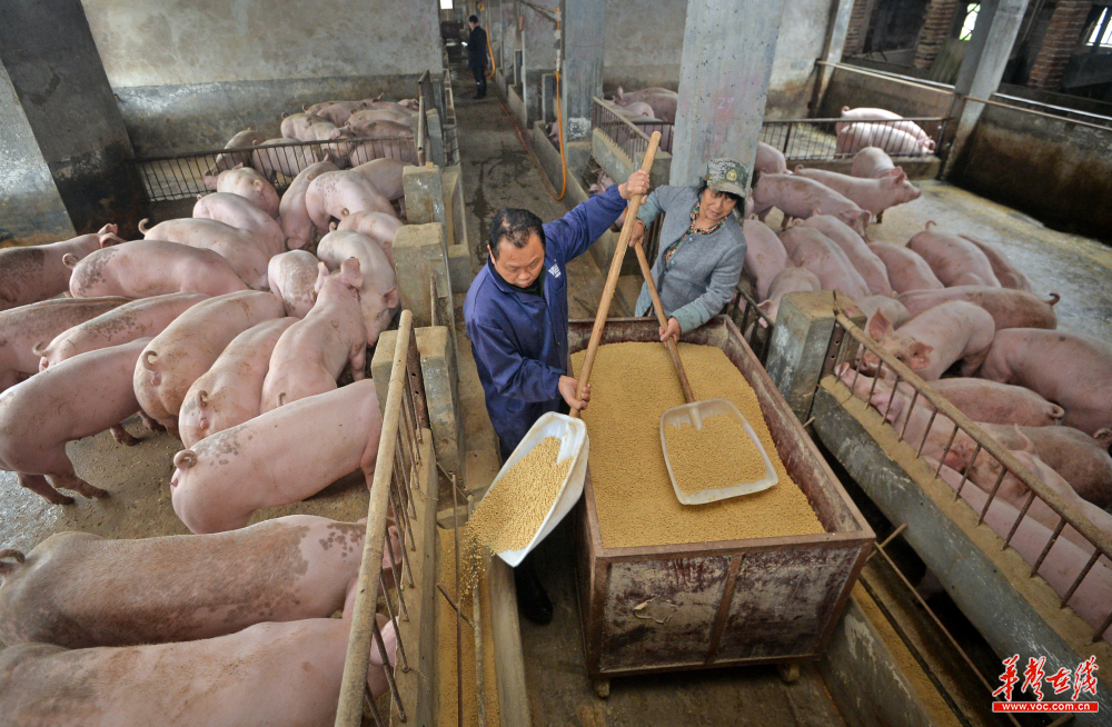 稳定生猪生产保障市场供给