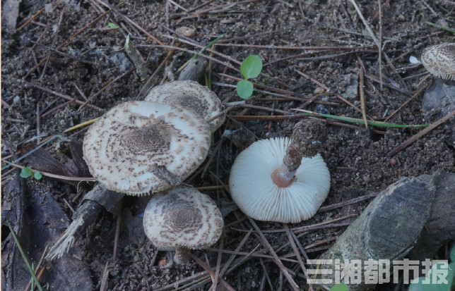 (2)拟卵盖鹅膏