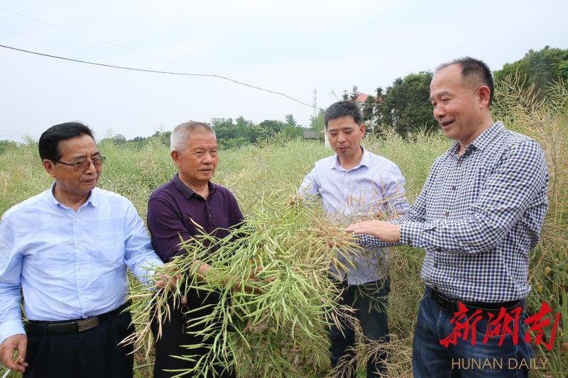 桃源县:富硒油菜配套栽培增产35 常德 新湖南