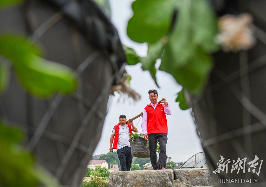 抢鲜上市 力促增收 - 资讯 - 新湖南