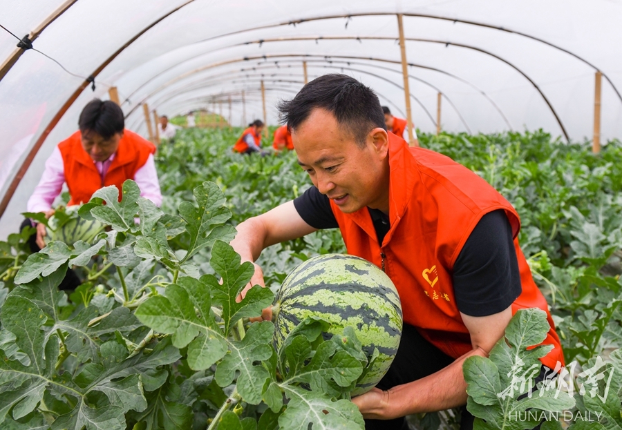 抢鲜上市 力促增收 - 资讯 - 新湖南