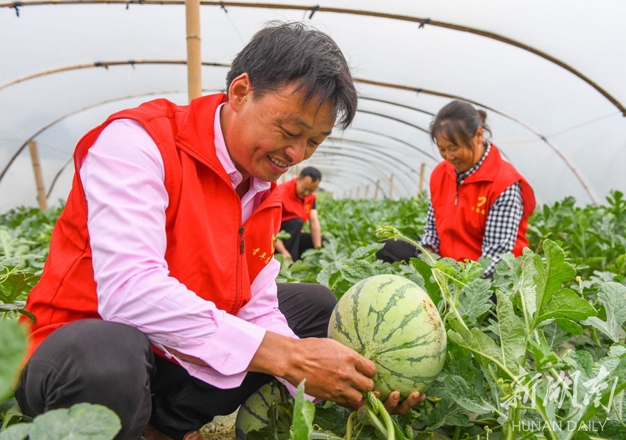 抢鲜上市 力促增收 - 资讯 - 新湖南