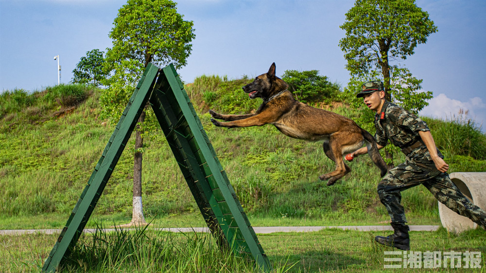 "悍将"出击!一起围观它们的飒爽英姿