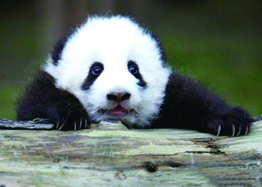 8只大熊猫出川 “定居”凤凰古城