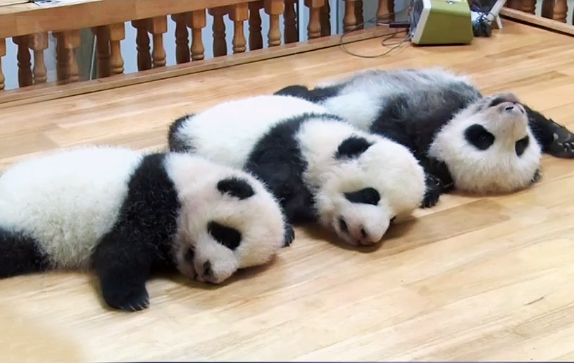 三只大熊猫宝宝初长成