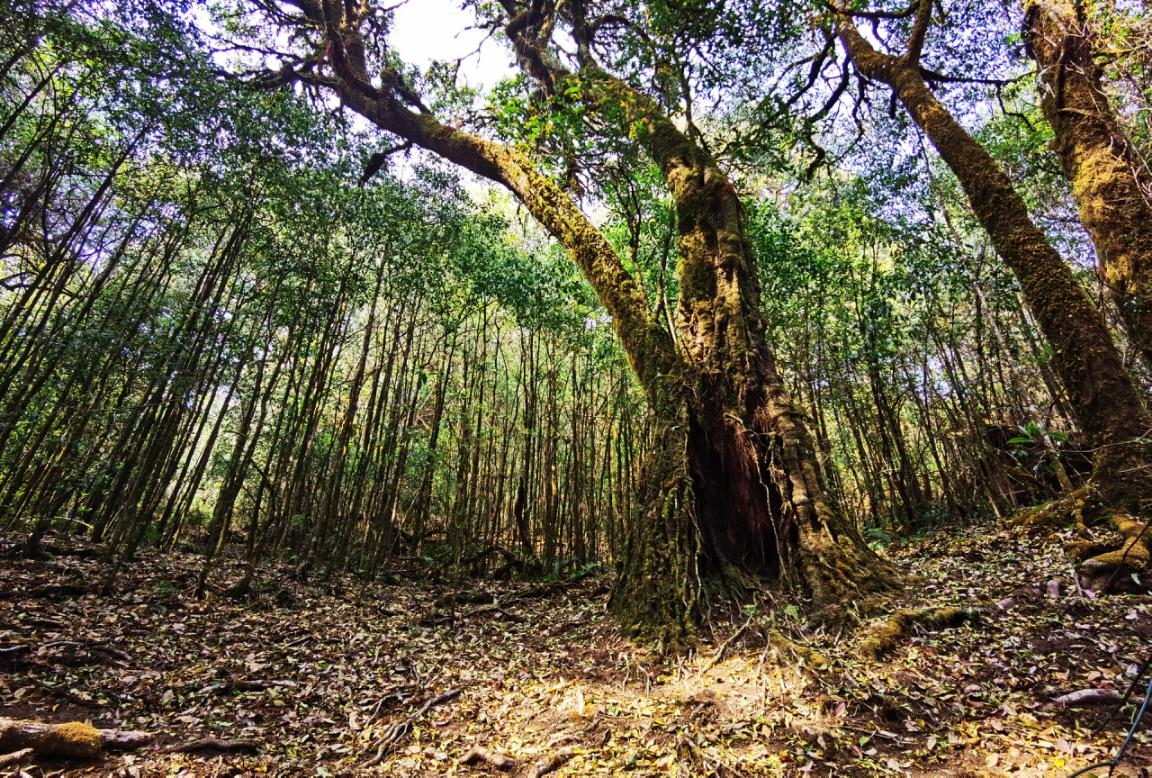 走入世界最大的野生古茶树群落 ——临沧勐库大雪山(一) - 陈芳说茶 -