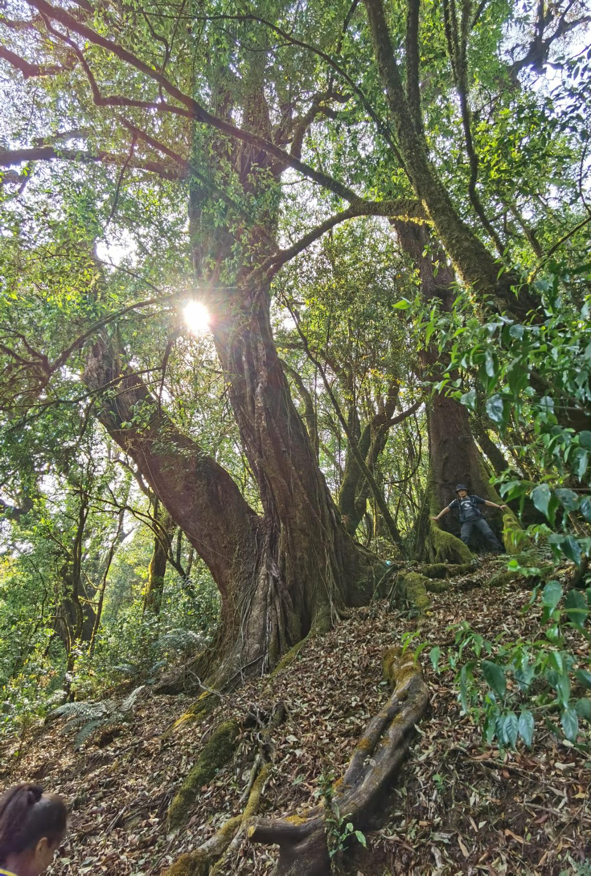 走入世界最大的野生古茶树群落临沧勐库大雪山一