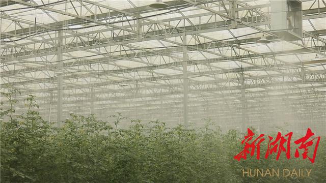 鹤城区：夯实基础 推动农业种植科技化亚新体育(图1)