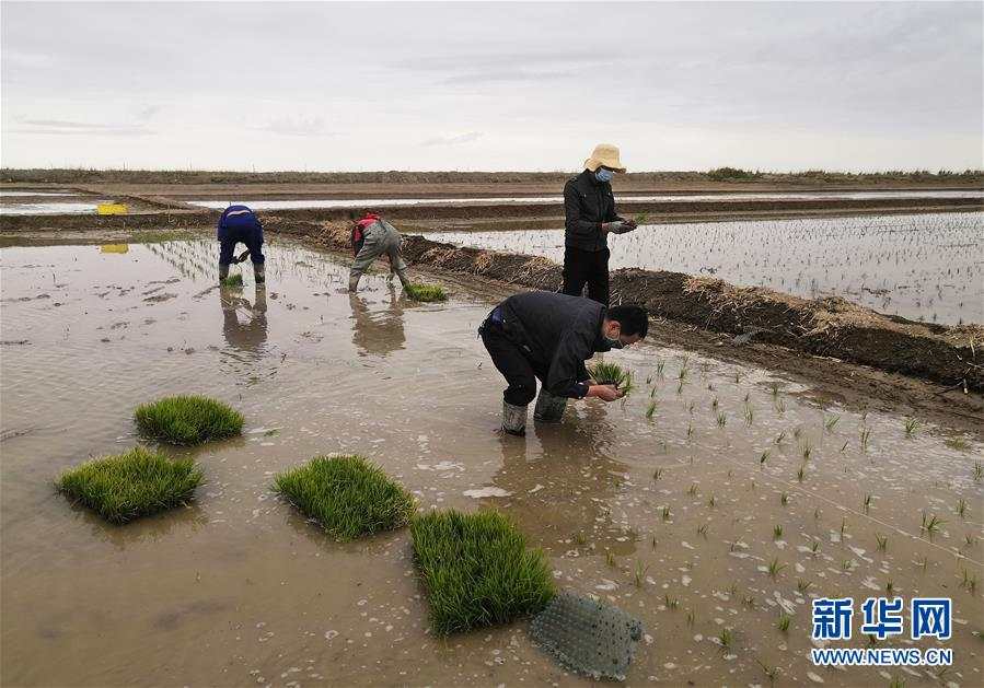厉害！海水稻种进青藏高原柴达木盆地