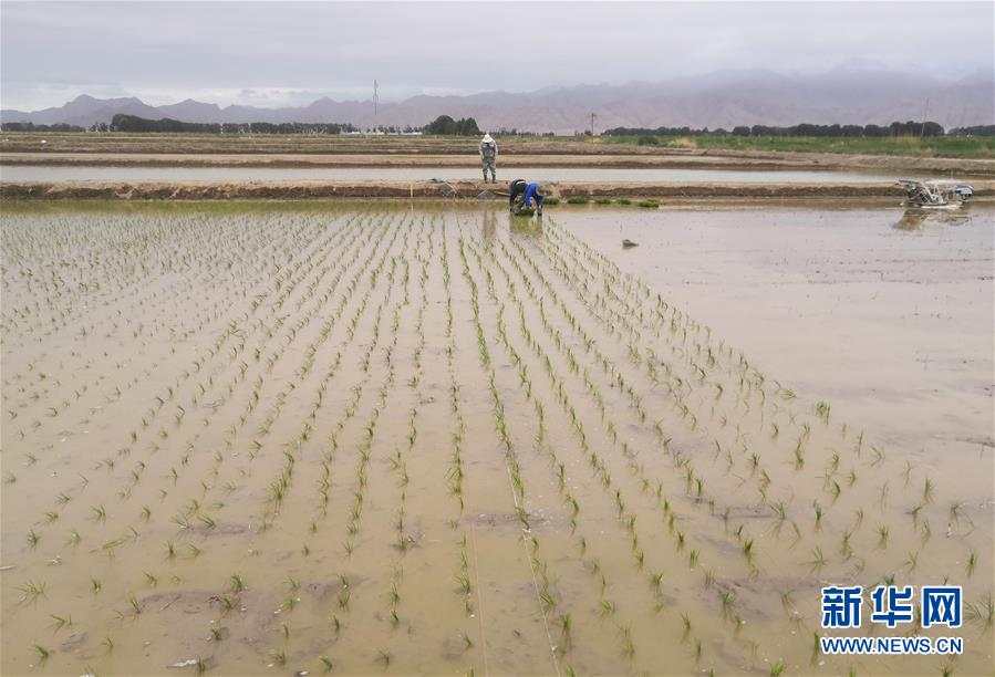 厉害！海水稻种进青藏高原柴达木盆地