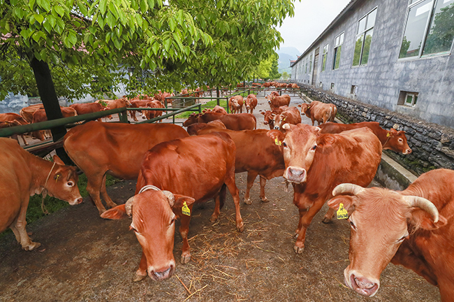 花垣县德农牧业公司湘西黄牛保种繁育场一角.