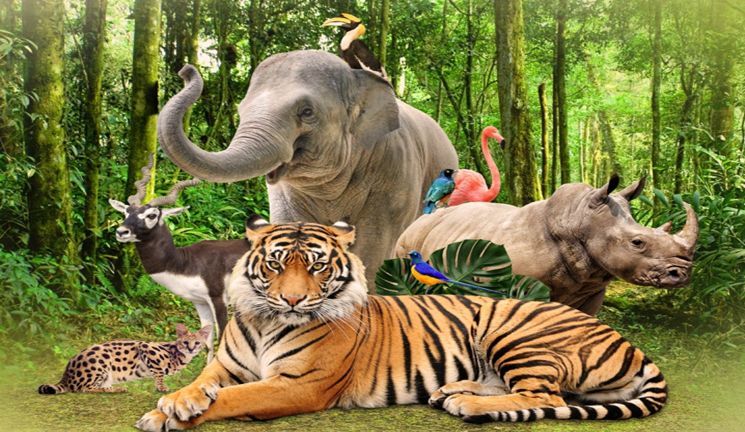 小小“动物园”