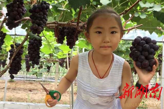 吸引葡林嘉源,华容台湾休闲农业科技园等15家农业企业落户,其中葡萄园