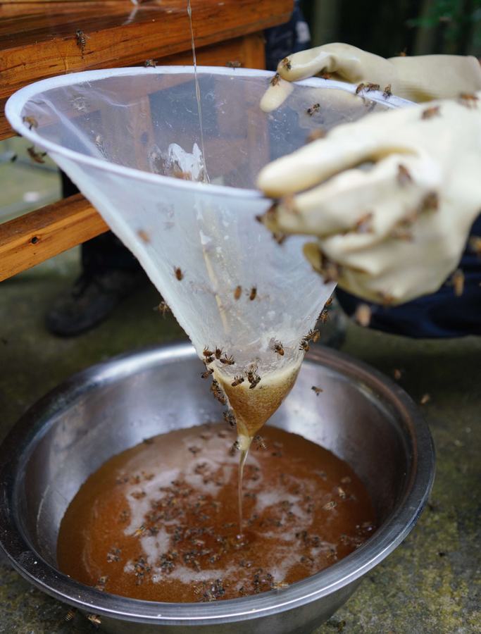 广西龙胜：苗山深处养蜂忙